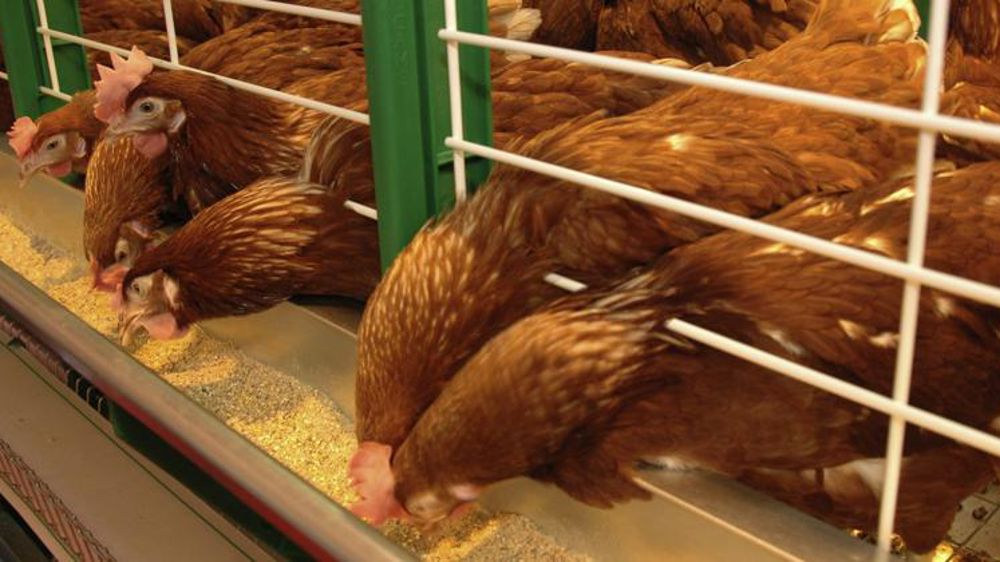 Un million de signatures contre l’élevage en cage