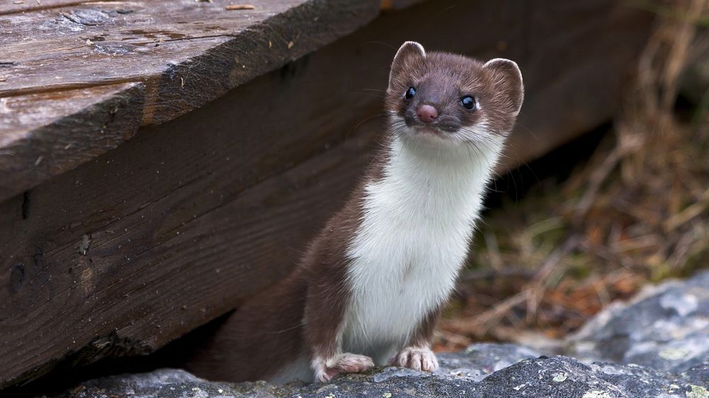 Consultation publique sur le piégeage