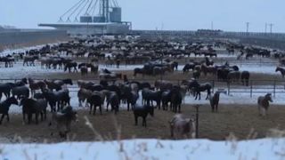 Les abattoirs de chevaux dans le viseur d’ONG européennes Les abattoirs de chevaux dans le viseur d’ONG européennes