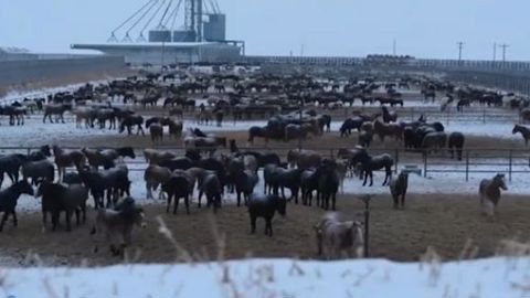 Les abattoirs de chevaux dans le viseur d’ONG européennes Les abattoirs de chevaux dans le viseur d’ONG européennes