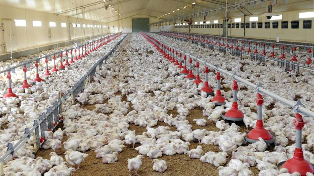 La volaille française se sent « bafouée »