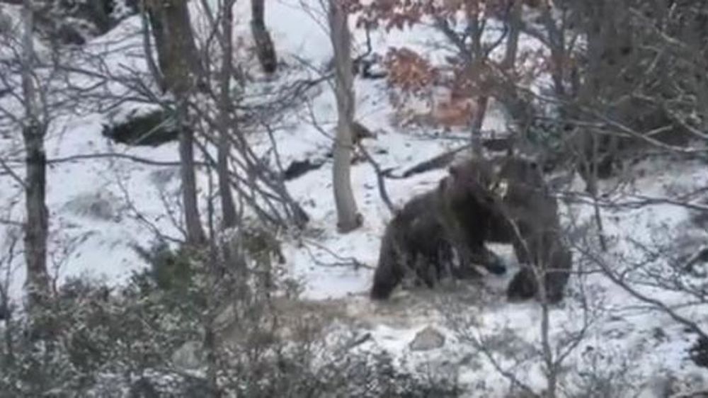 L’ourson perdu a été retrouvé
