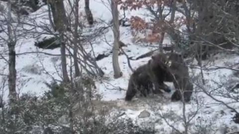 L’ourson perdu a été retrouvé L’ourson perdu a été retrouvé