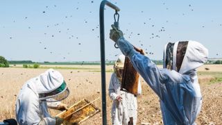 L’agriculture biologique profiterait aux abeilles L’agriculture biologique profiterait aux abeilles