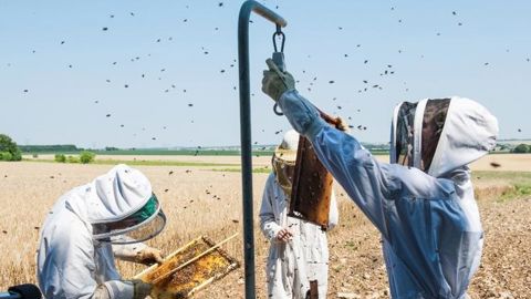 L’agriculture biologique profiterait aux abeilles L’agriculture biologique profiterait aux abeilles