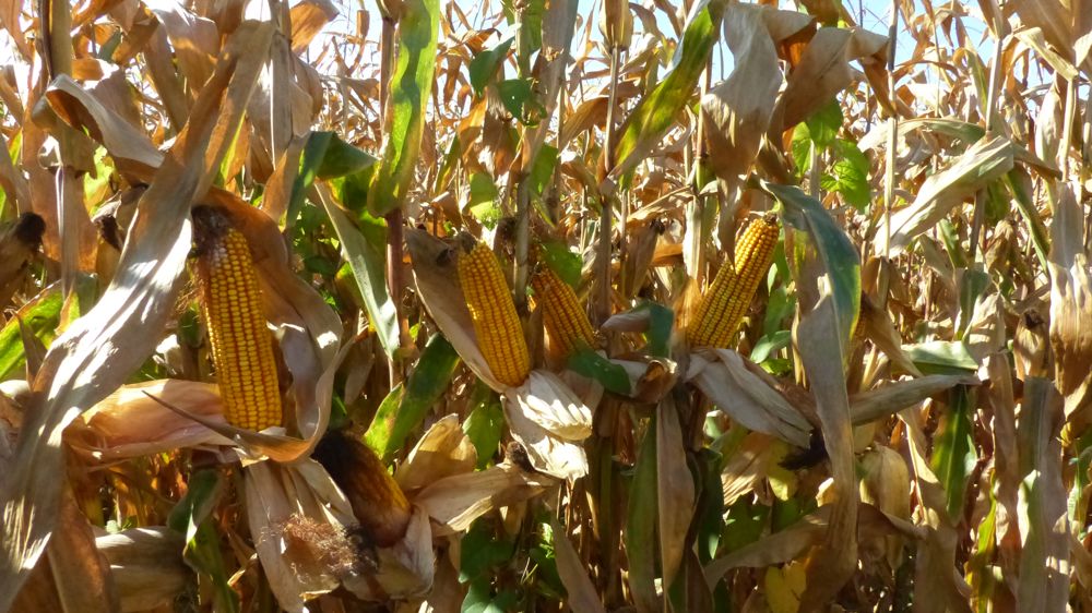 Des importations toujours plus massives en Europe