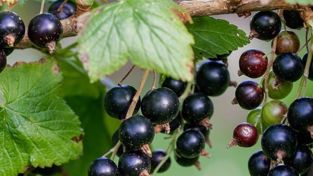 Les producteurs de cassis de Bourgogne craignent une demi-récolte