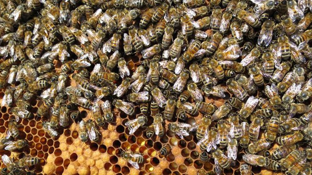 Vers la révision du document d’orientation sur abeilles et pesticides