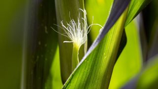 Noter la date précise de la floraison Noter la date précise de la floraison