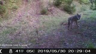 La présence du loup officielle dans le Cantal La présence du loup officielle dans le Cantal