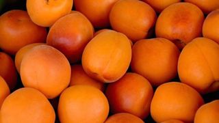 Une production prévue au niveau de la moyenne Une production prévue au niveau de la moyenne
