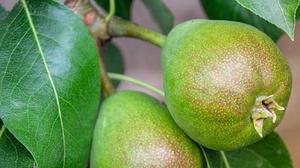 La production prévue en légère baisse