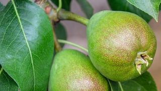 La production prévue en légère baisse La production prévue en légère baisse