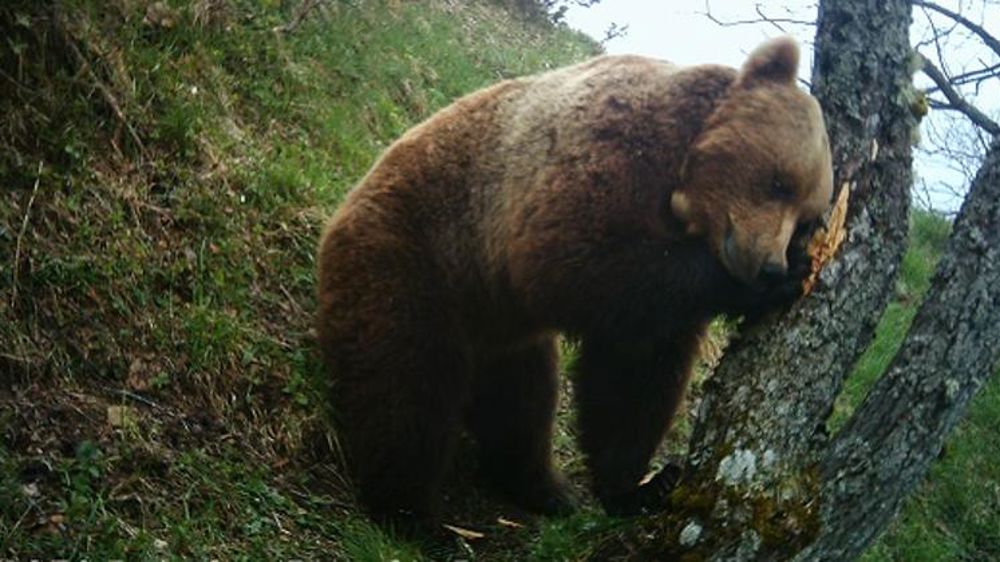 Des ONG s’inquiètent des mesures d’effarouchement