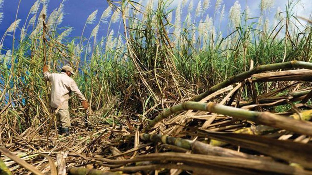 BP et Bunge s’associent au Brésil