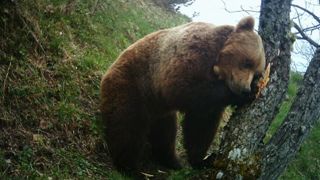 Premier effarouchement d’ours, après la chute de 61 brebis Premier effarouchement d’ours, après la chute de 61 brebis
