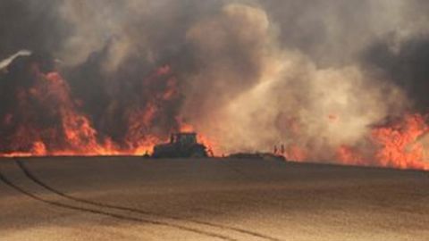 Des milliers d’hectares de cultures incendiés Des milliers d’hectares de cultures incendiés