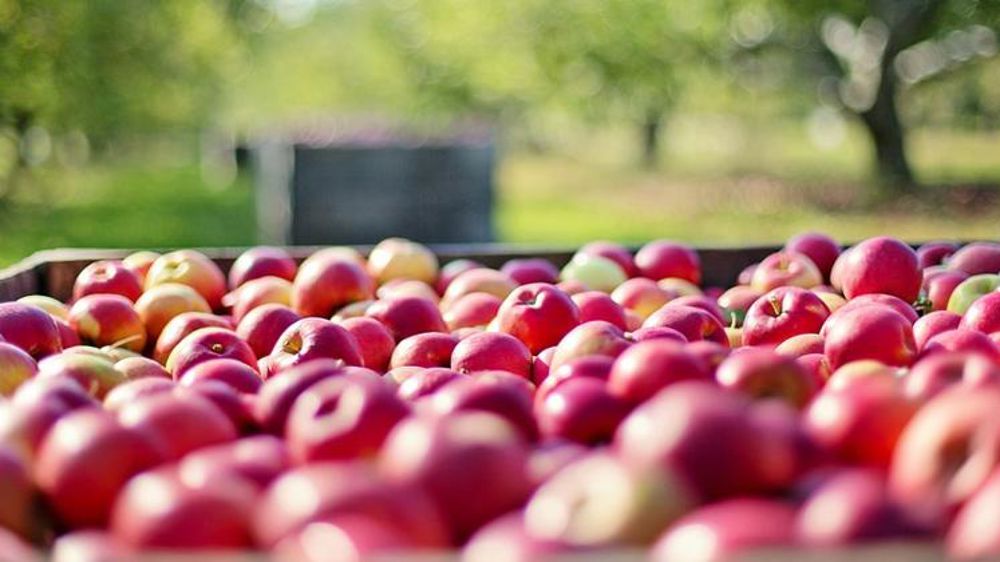 Pommes et poires en stock