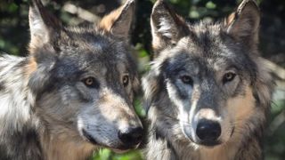 Davantage de loups à prélever Davantage de loups à prélever