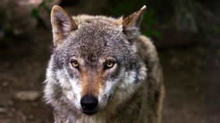 Le taux de prélèvement des loups devant le conseil d’État Le taux de prélèvement des loups devant le conseil d’État