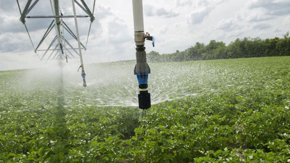 Les pommes de terre en souffrance