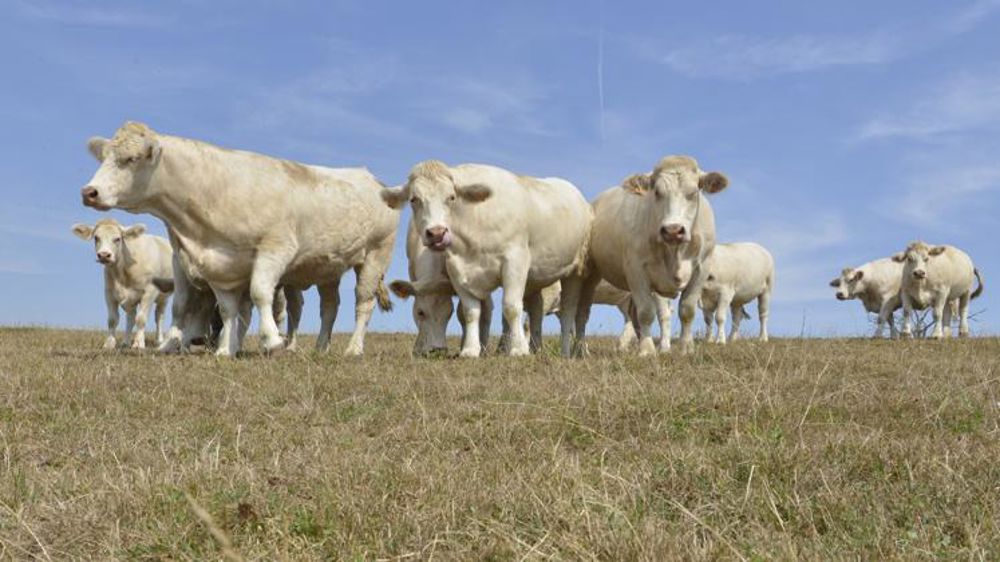 La production d’herbe passe dans le rouge