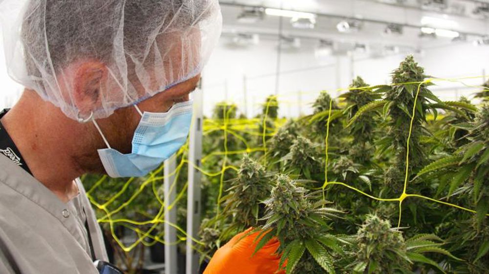 Canopy Growth quadruple sa production
