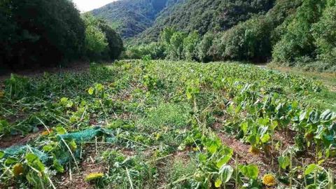 Deux parcelles de tournesol détruites Deux parcelles de tournesol détruites