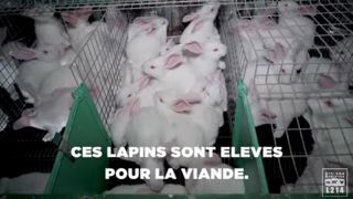 L214 s’attaque à l’élevage de lapins en cages L214 s’attaque à l’élevage de lapins en cages