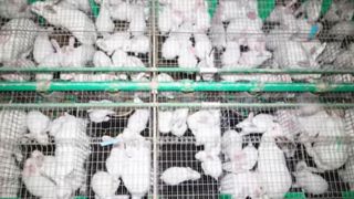 Enquête dans l’élevage de lapins dénoncé par L214 Enquête dans l’élevage de lapins dénoncé par L214