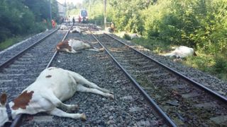 22 bovins tués par un TGV 22 bovins tués par un TGV
