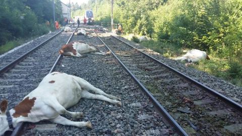 22 bovins tués par un TGV 22 bovins tués par un TGV