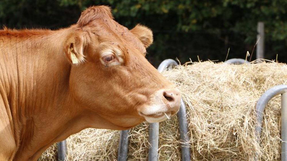 Toujours moins de vaches à l’abattoir
