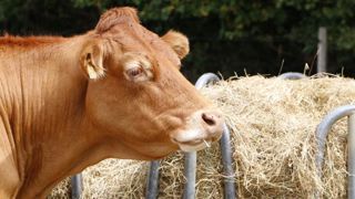 Toujours moins de vaches à l’abattoir Toujours moins de vaches à l’abattoir