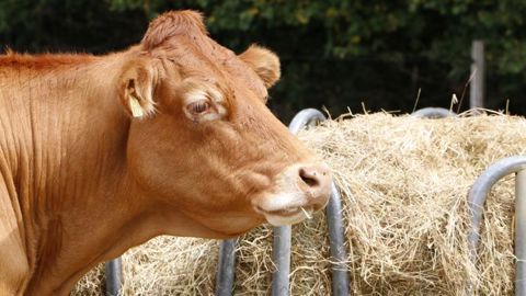 Toujours moins de vaches à l’abattoir Toujours moins de vaches à l’abattoir