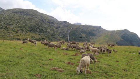 Mobilisation autour des éleveurs des Hautes-Alpes