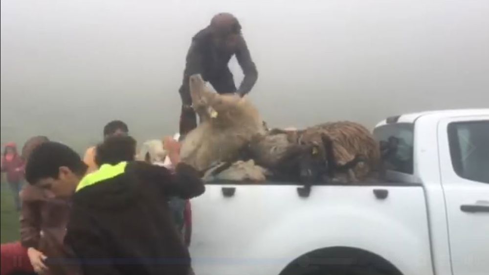 250 brebis victimes de l’ours ce week-end