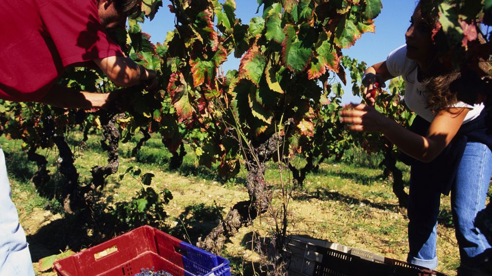 Plus de 1 000 exploitations sinistrées dans l’Hérault