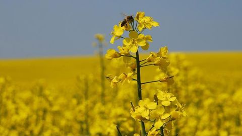 Plainte du Canada contre la Chine