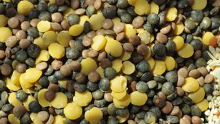 La recherche au service des filières légumineuses La recherche au service des filières légumineuses
