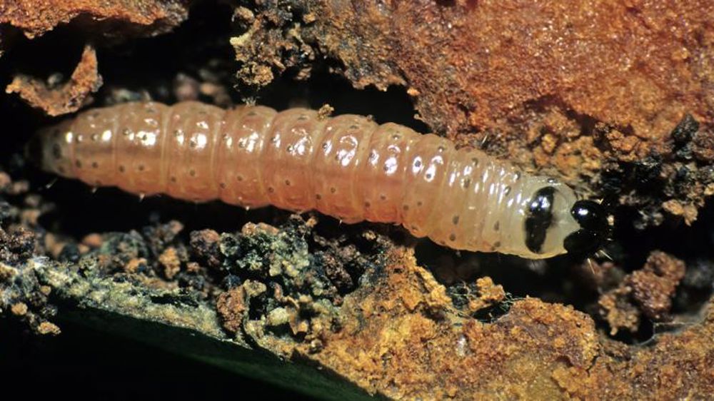 Le génome d’un ravageur assemblé, une première