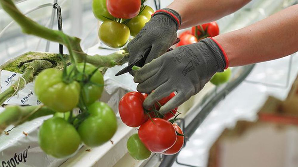 Des prix de la tomate très fermes cet été