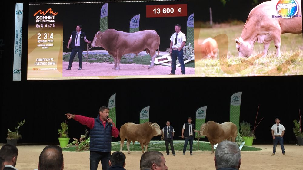 Un taureau blond d’Aquitaine vendu 16 600 €