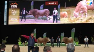 Un taureau blond d’Aquitaine vendu 16 600 € Un taureau blond d’Aquitaine vendu 16 600 €