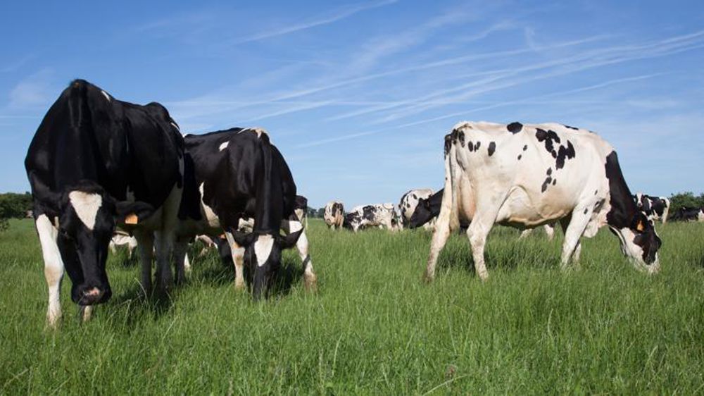 Le marché s’ouvre officiellement aux éleveurs