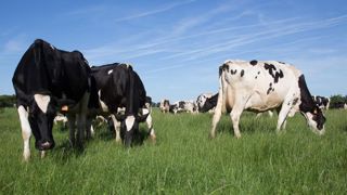 Le marché s’ouvre officiellement aux éleveurs Le marché s’ouvre officiellement aux éleveurs