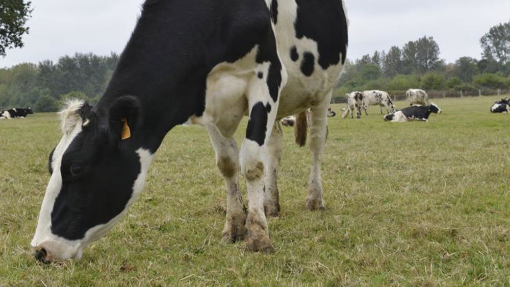 Fin de l’aide laitière complémentaire