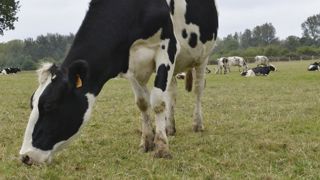 Fin de l’aide laitière complémentaire Fin de l’aide laitière complémentaire