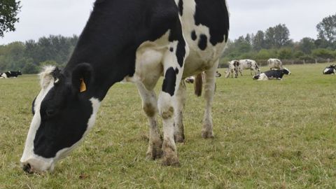 Fin de l’aide laitière complémentaire Fin de l’aide laitière complémentaire