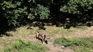 Plan loup 2018-2023 : c’est parti pour la consultation publique Plan loup 2018-2023 : c’est parti pour la consultation publique